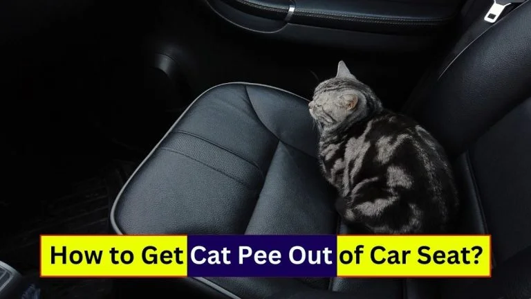 Cat Pee Out of Car Seat
